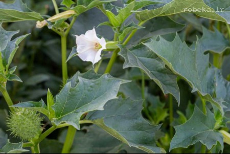 دانههای تاتوره بسیار سمی و خطرناک هستند تاتوره, داتورا