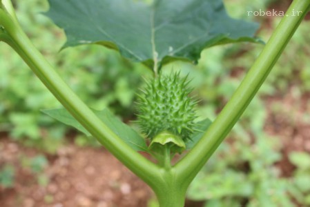 تاتوره در طب سنتی برای درمان آسم استفاده میشود تاتوره, داتورا