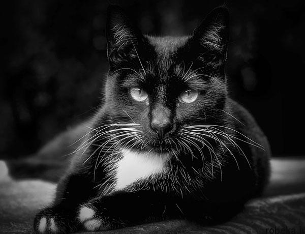 عکس سیاه و سفید هنری گربه