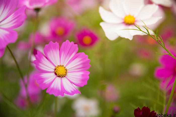عکس گل های زیبا در طبیعت کره