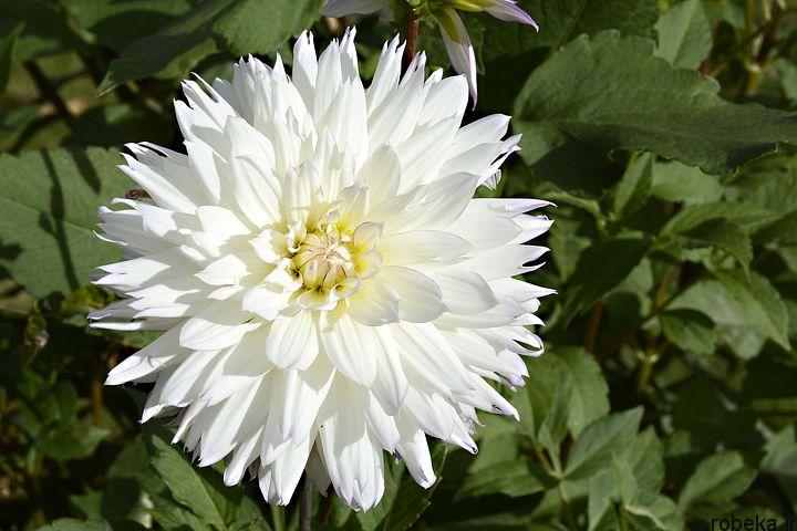 عکس گل کوکب سفید