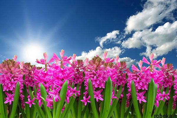 عکس مزرعه گل های سنبل صورتی
