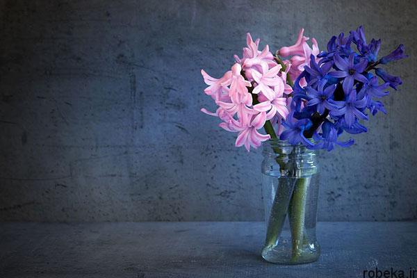 عکس پروفایل گل سنبل آبی و صورتی
