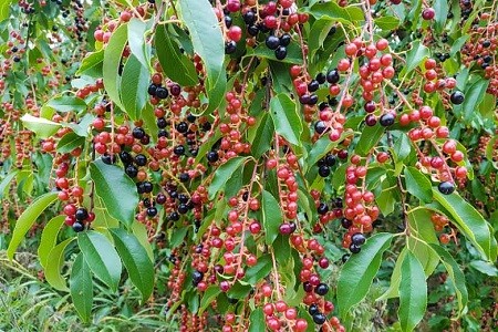 wild cherries 1 گیلاس وحشی: طبع،خواص دارویی و نحوه مصرف