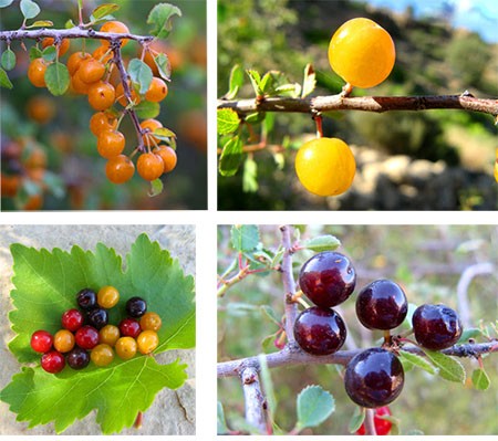 wild cherries 4 گیلاس وحشی: طبع،خواص دارویی و نحوه مصرف